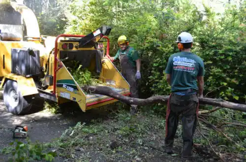 tree services Park Ridge